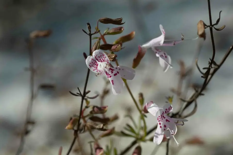 Scrub Mint (Dicerandra frutescens)