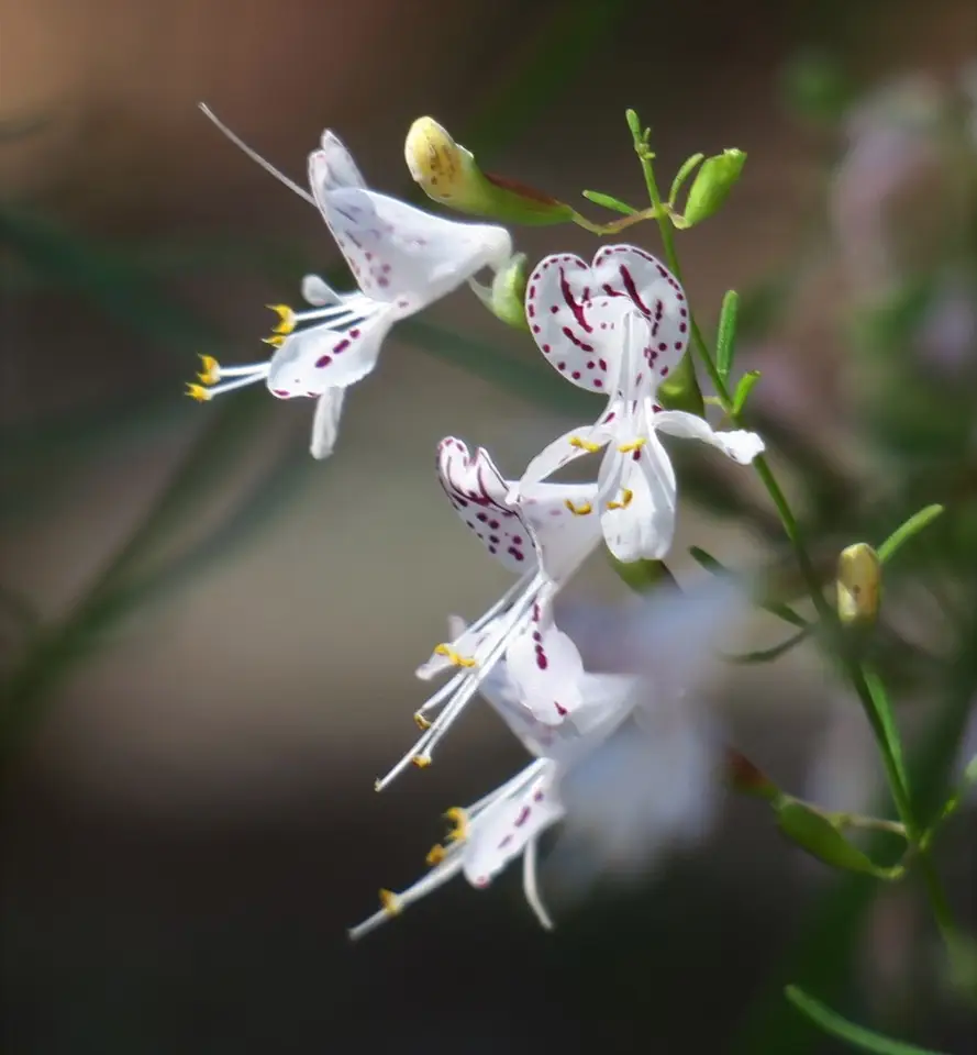 Smoky Balm (Dicerandra fumella)