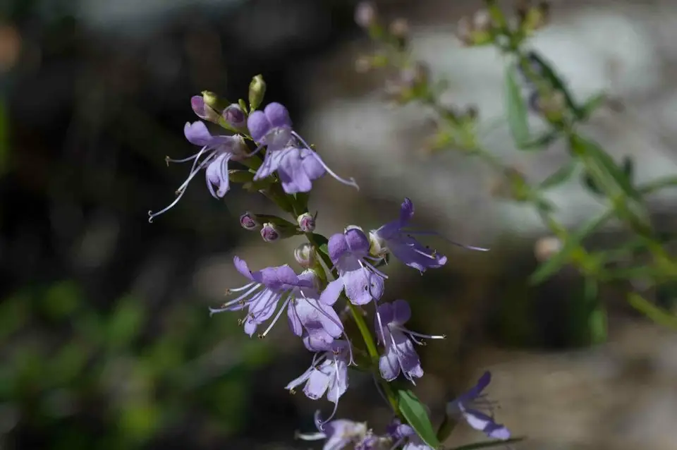 Lakela's Mint (Dicerandra immaculata)