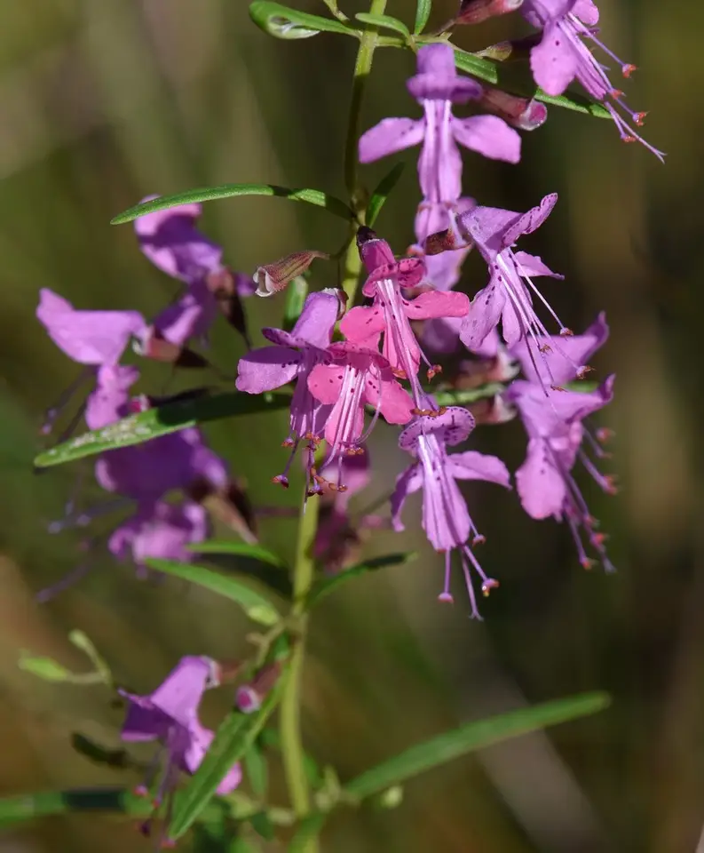 Coastalplain Balm (Dicerandra linearifolia)