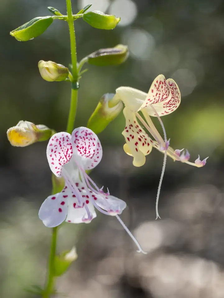 Blushing Scrub Balm (Dicerandra modesta)