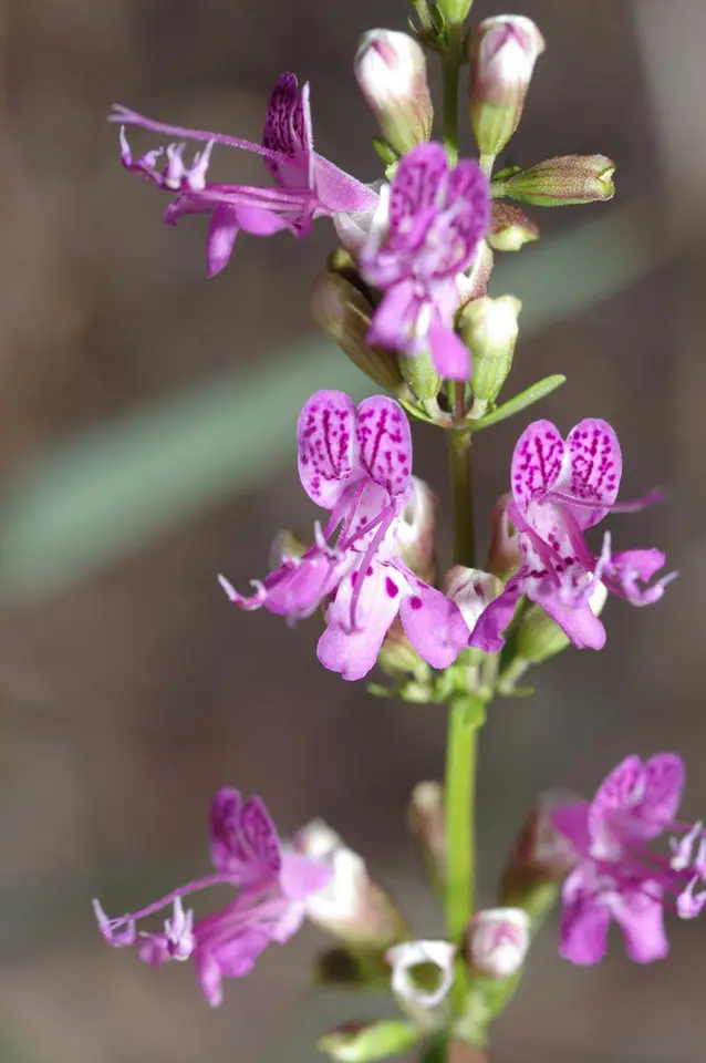Titusville Balm (Dicerandra thinicola)