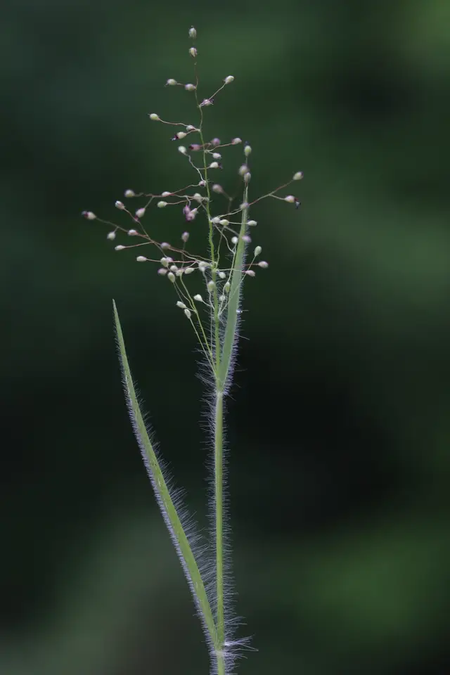 Hairy Rosette-Panicgrass (Dichanthelium acuminatum)