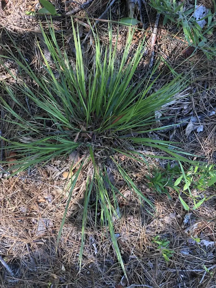 Narrow-Leaved Witchgrass (Dichanthelium angustifolium)