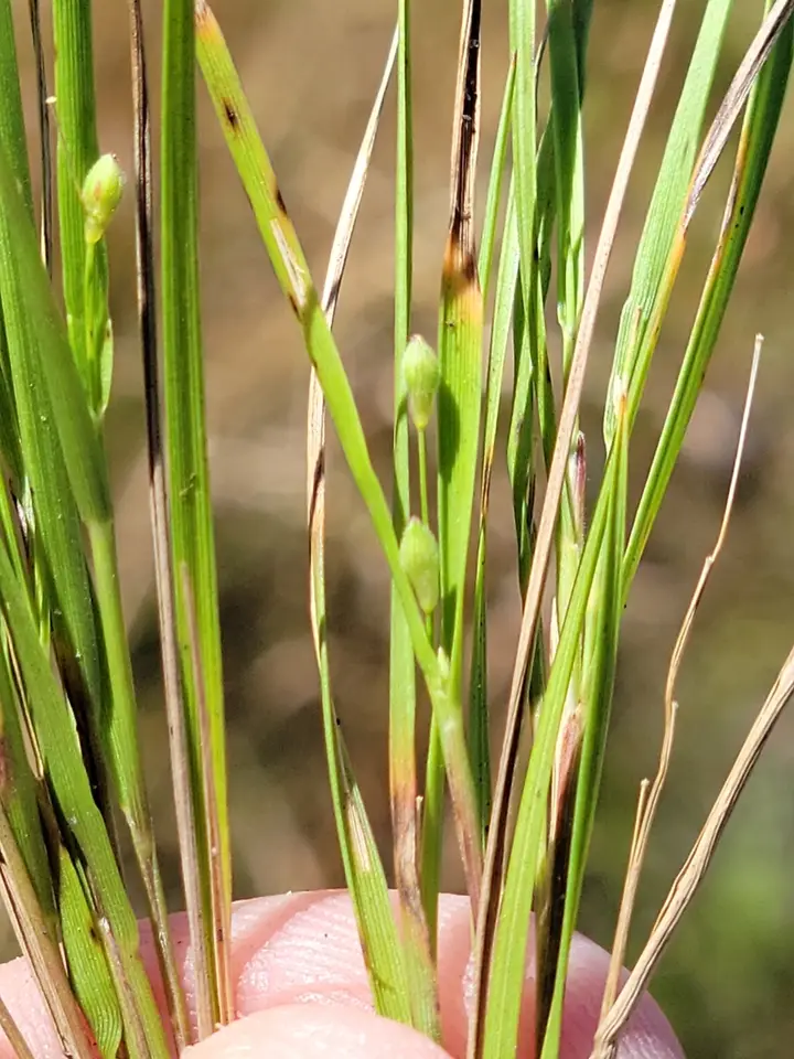 Sandy Woods Witchgrass (Dichanthelium arenicoloides)