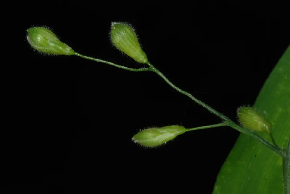 Bosc's Witchgrass (Dichanthelium boscii)