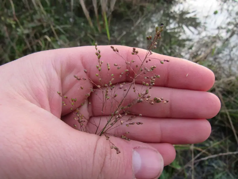Blue Witchgrass (Dichanthelium caerulescens)