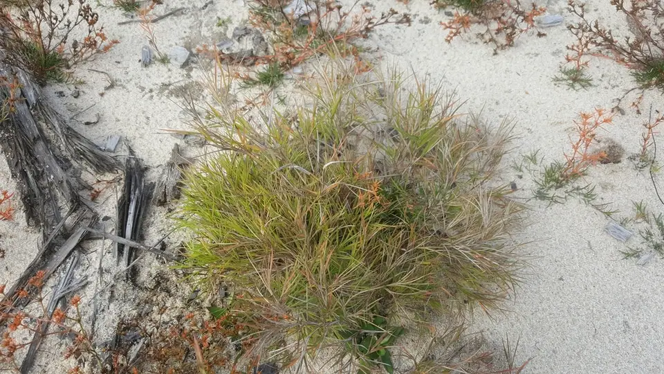 Small-Seeded Panicgrass (Dichanthelium chamaelonche)