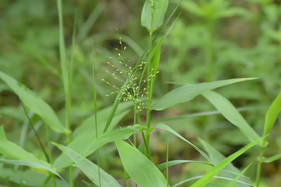 Deertongue (Dichanthelium clandestinum)