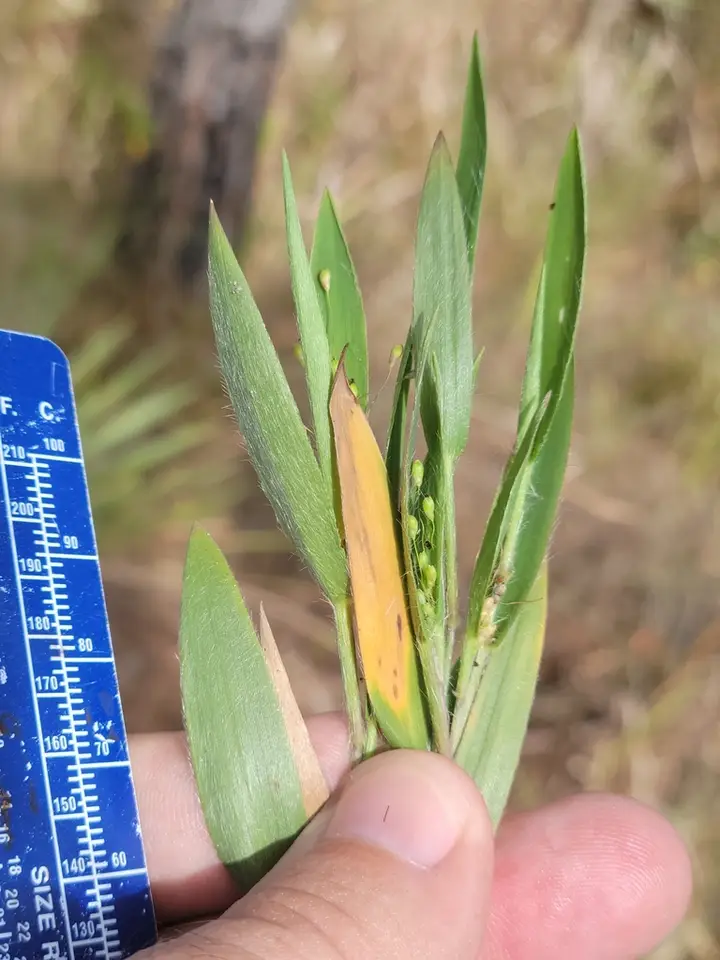 Commons's Panic-Grass (Dichanthelium commonsianum)