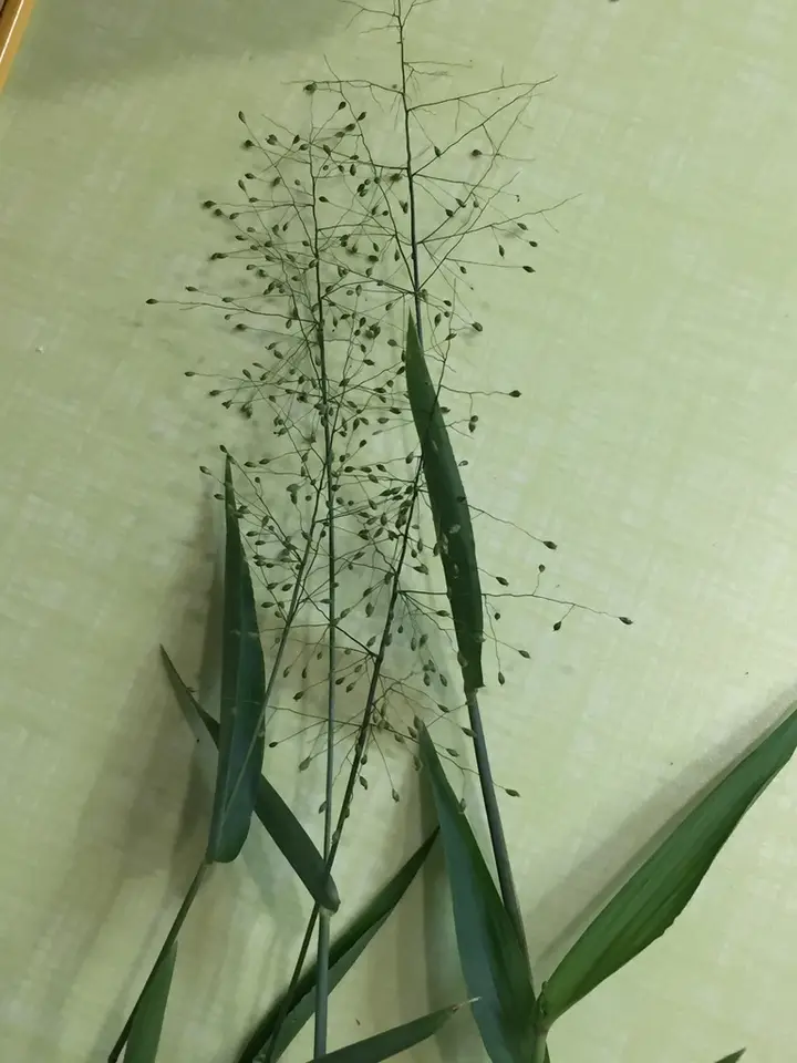 Variable Witchgrass (Dichanthelium commutatum)