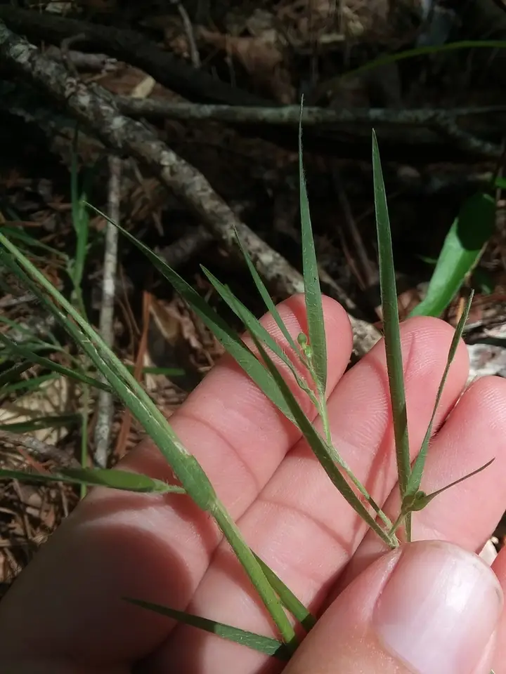 Blood Panicgrass (Dichanthelium consanguineum)
