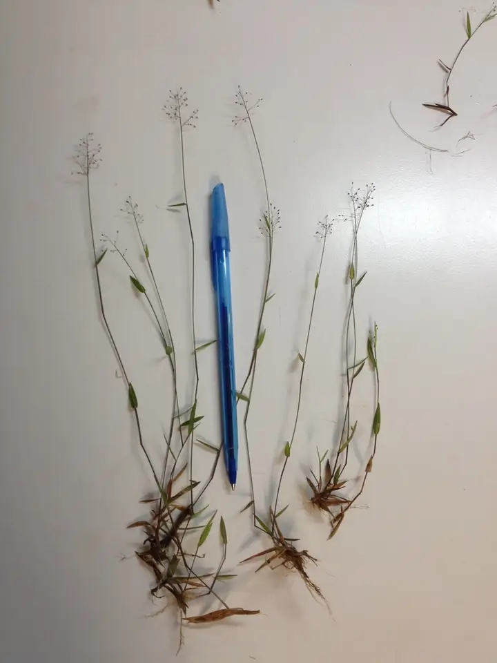 Short-Leaved Witchgrass (Dichanthelium curtifolium)