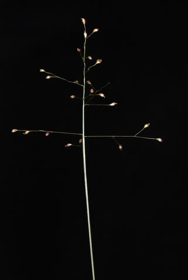 Small-Leaved Witchgrass (Dichanthelium ensifolium)