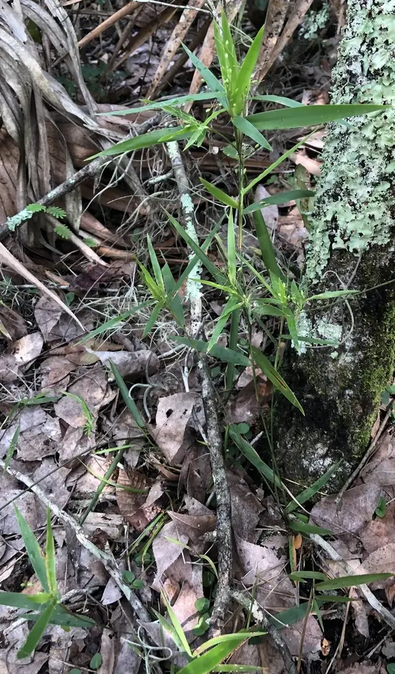 Dichanthelium equilaterale (Dichanthelium equilaterale)