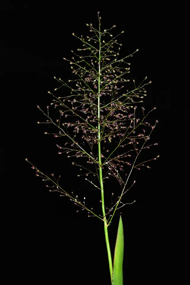 Erectleaf Panicgrass (Dichanthelium erectifolium)