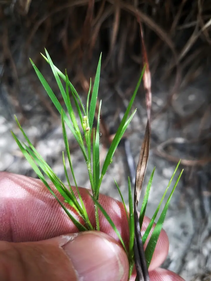 Dichanthelium filiramum (Dichanthelium filiramum)
