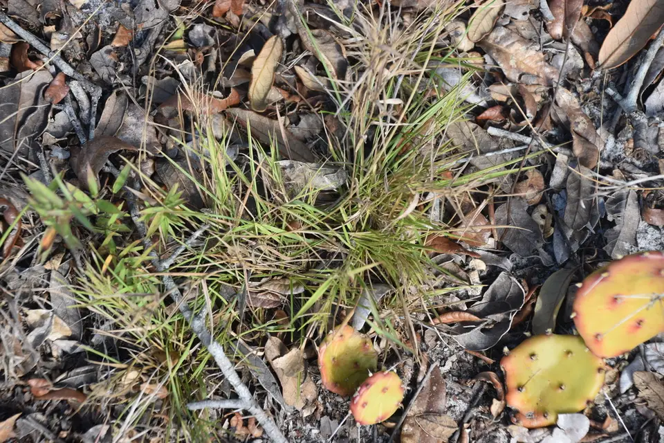 Smooth-Leaved Witchgrass (Dichanthelium glabrifolium)