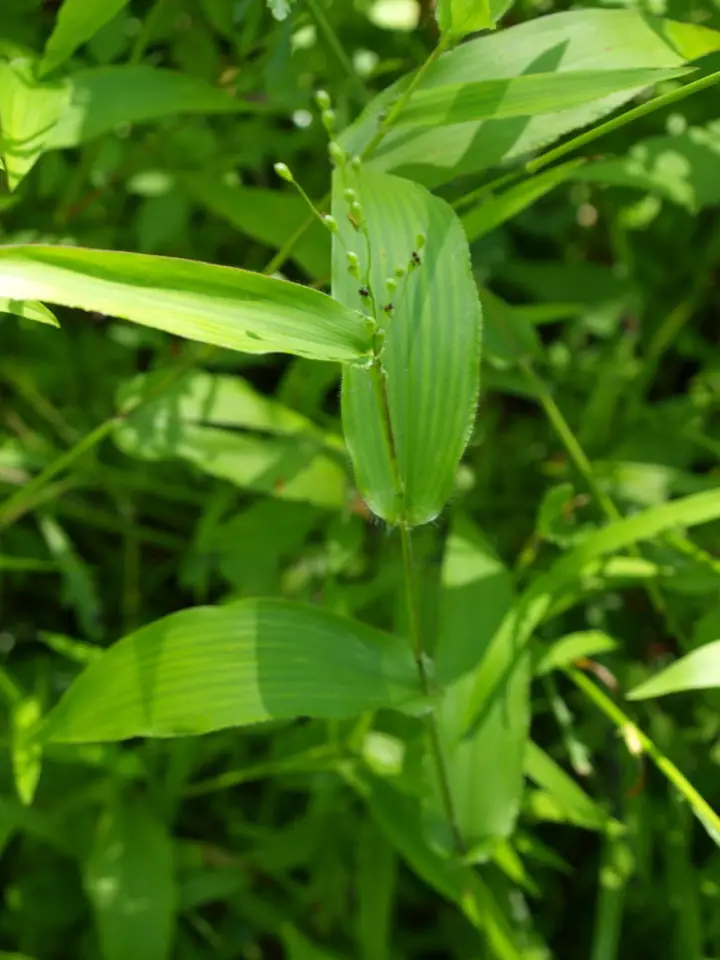 Broad-Leaved Panic Grass (Dichanthelium latifolium)