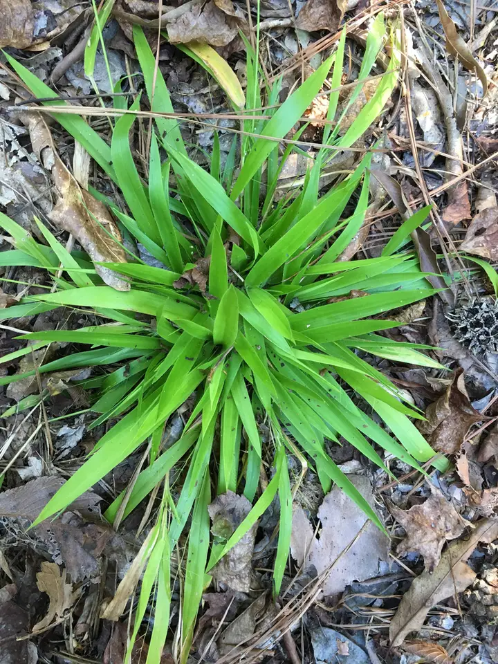 Open-Flower Witchgrass (Dichanthelium laxiflorum)
