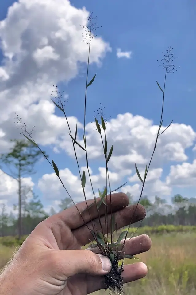 Rough Panicgrass (Dichanthelium leucothrix)