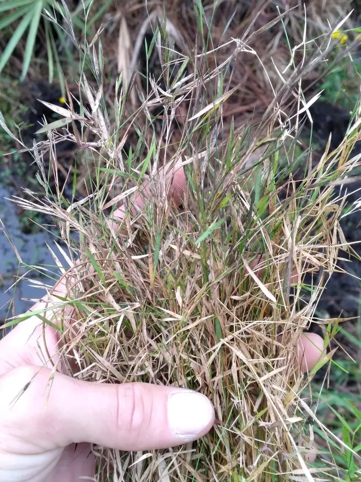 Bog Panic Grass (Dichanthelium lucidum)