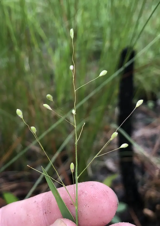 Dehiscent Witch Grass (Dichanthelium malacon)