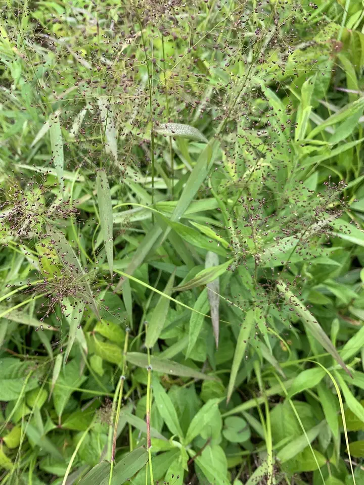 Small-Fruited Witchgrass (Dichanthelium microcarpon)