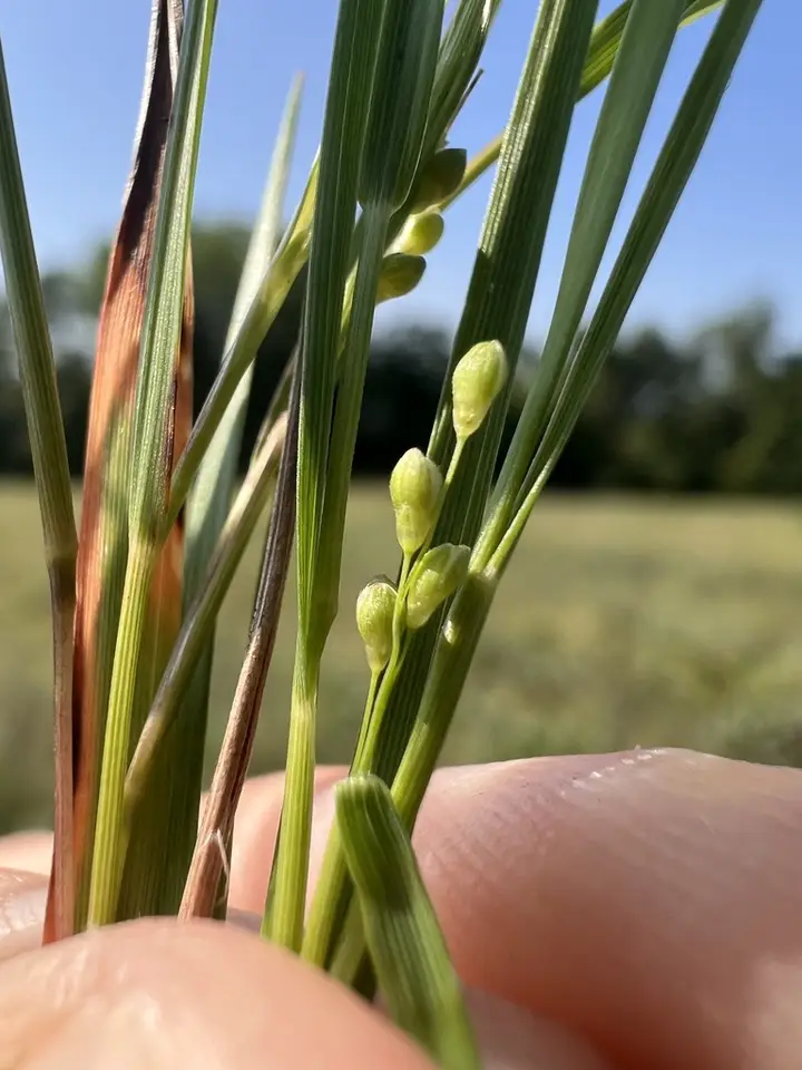 Nerved Witchgrass (Dichanthelium neuranthum)
