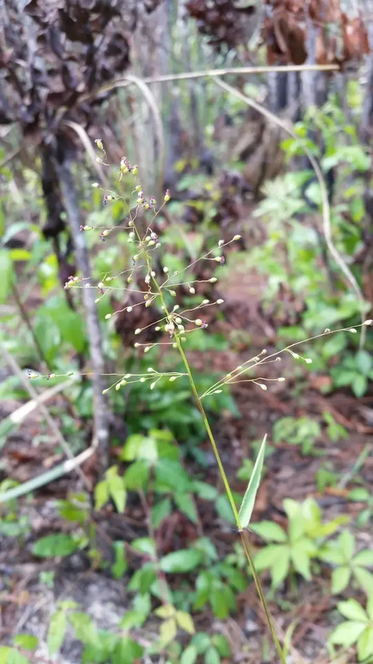 Dichanthelium nitidum (Dichanthelium nitidum)