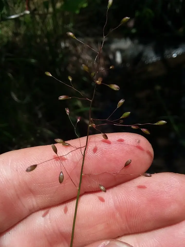 Naked Witchgrass (Dichanthelium nudicaule)
