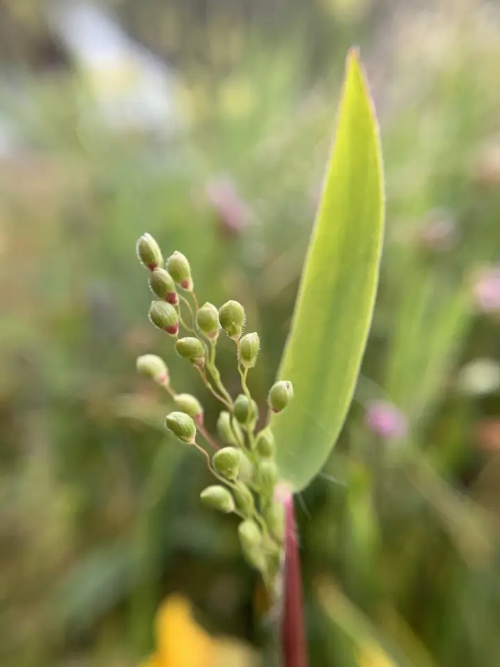 Heller's Rosette Grass (Dichanthelium oligosanthes)