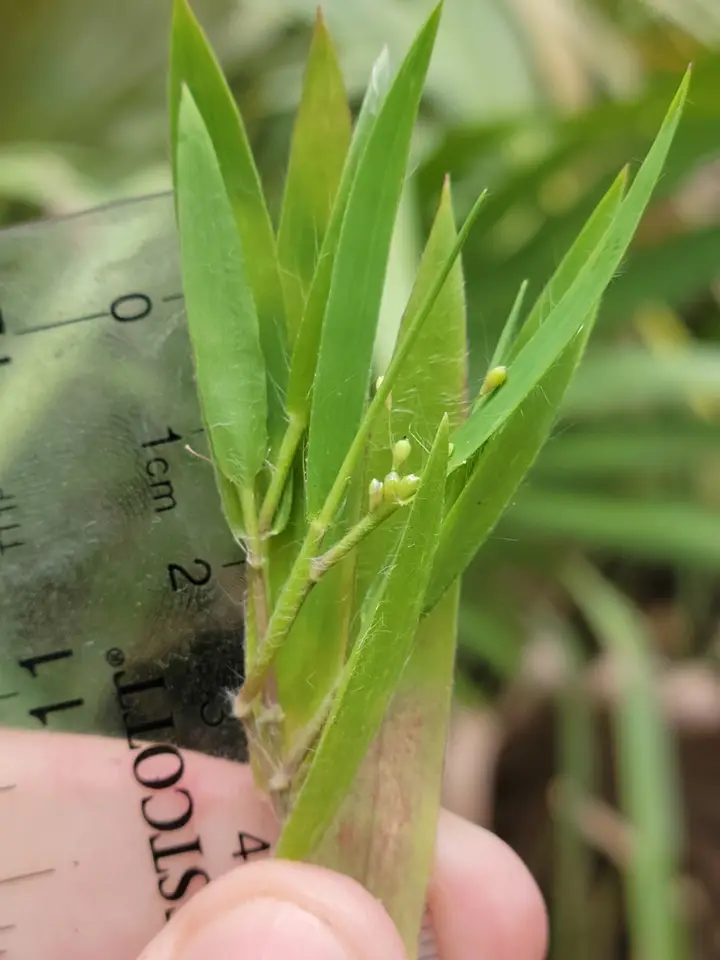 Eggleaf Witchgrass (Dichanthelium ovale)