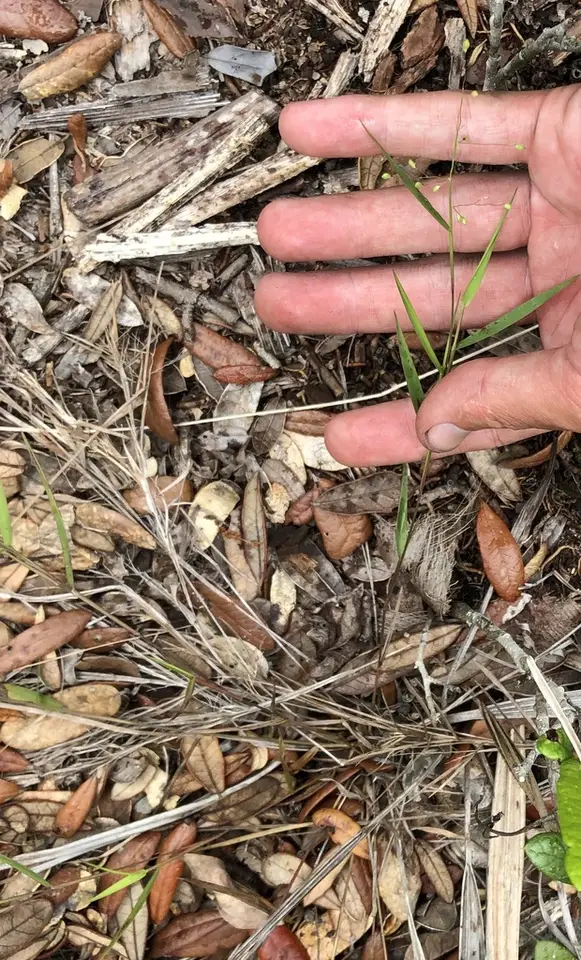 Dichanthelium patentifolium (Dichanthelium patentifolium)