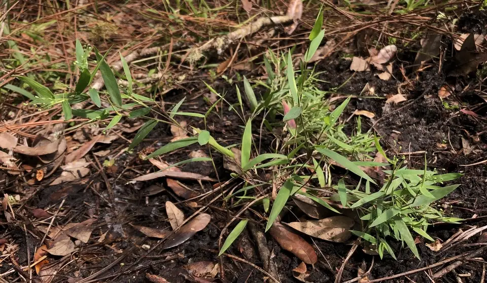 Hemlock Witchgrass (Dichanthelium patulum)