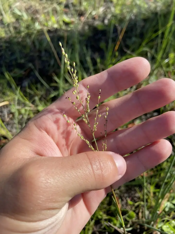Dichanthelium pinetorum (Dichanthelium pinetorum)