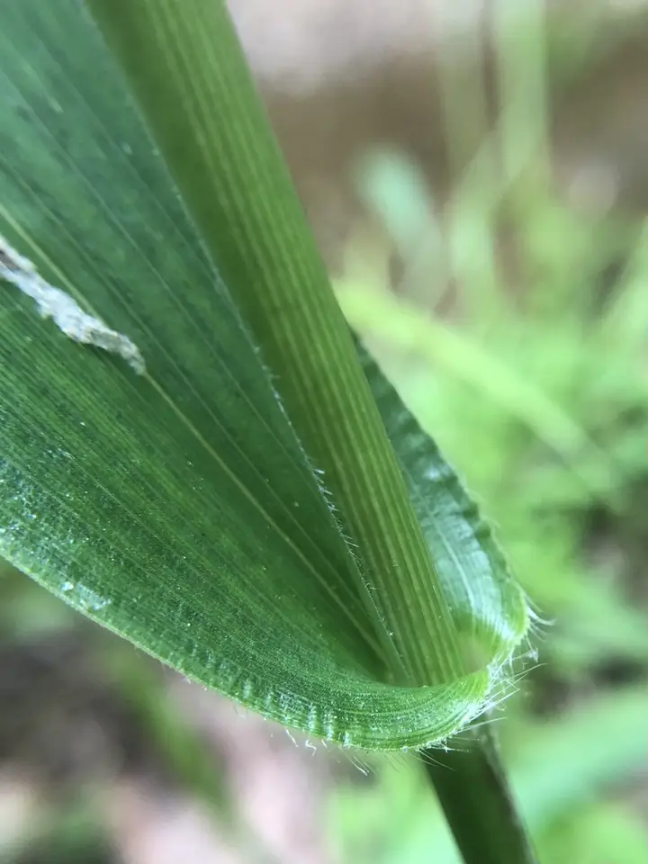 Roundseed Panicgrass (Dichanthelium polyanthes)