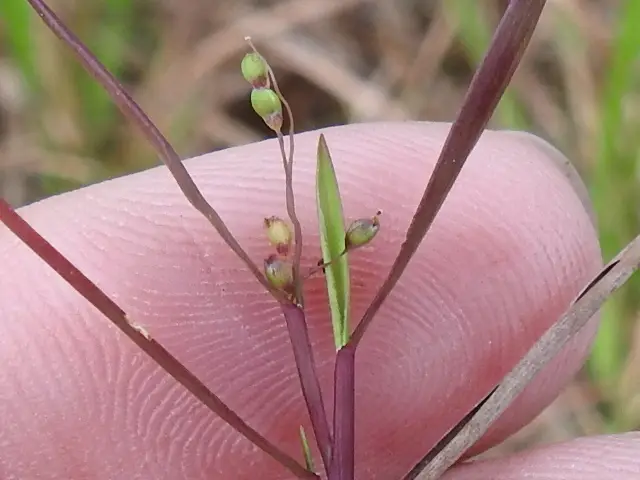 Puerto Rican Witchgrass (Dichanthelium portoricense)