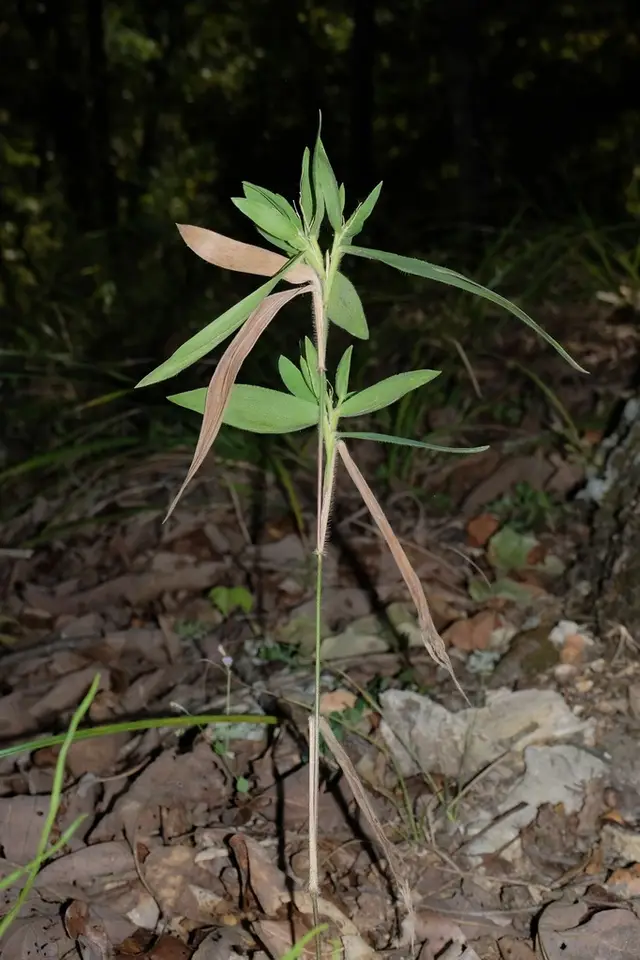 Ravenel's Rosette Grass (Dichanthelium ravenelii)