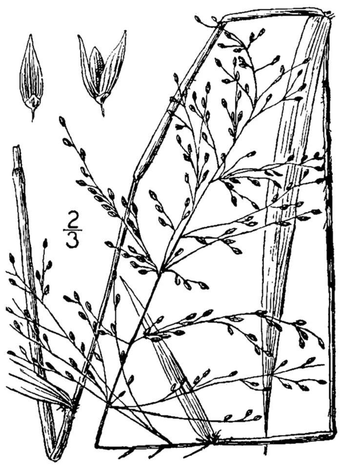 Woolly Witchgrass (Dichanthelium scabriusculum)