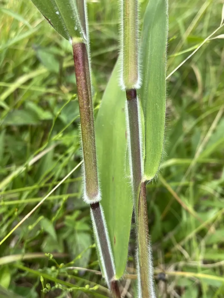 Velvet Panicum (Dichanthelium scoparium)