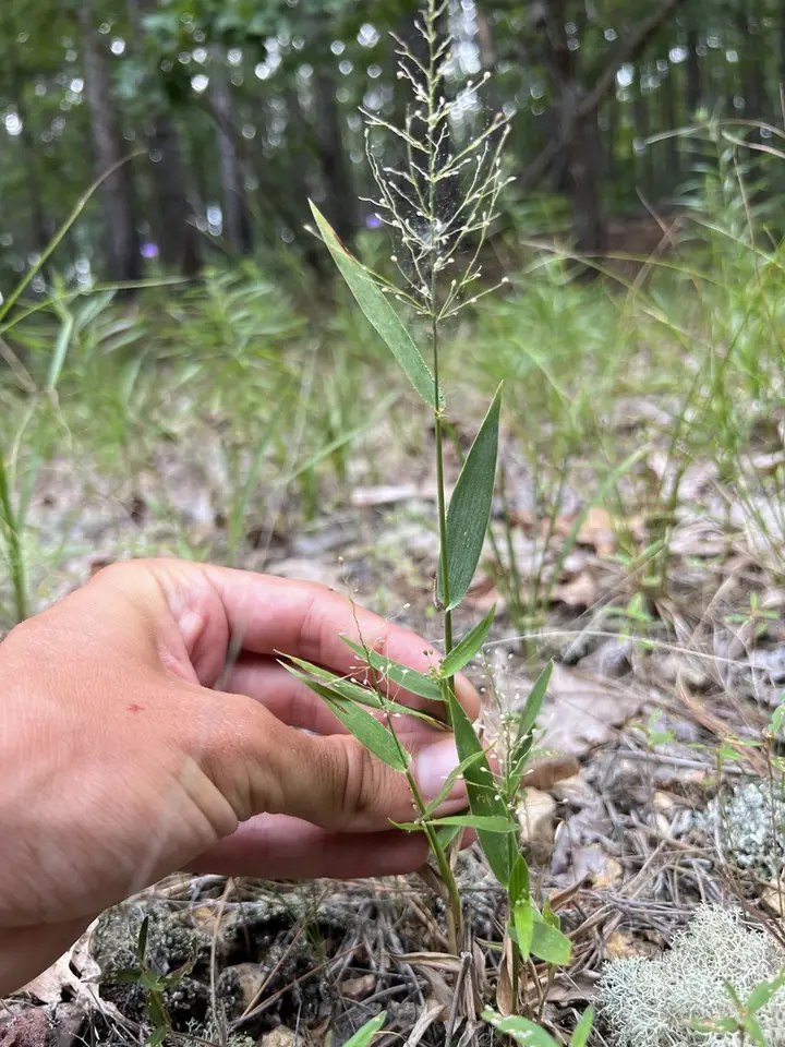 Round-Fruited Rosette-Panicgrass (Dichanthelium sphaerocarpon)
