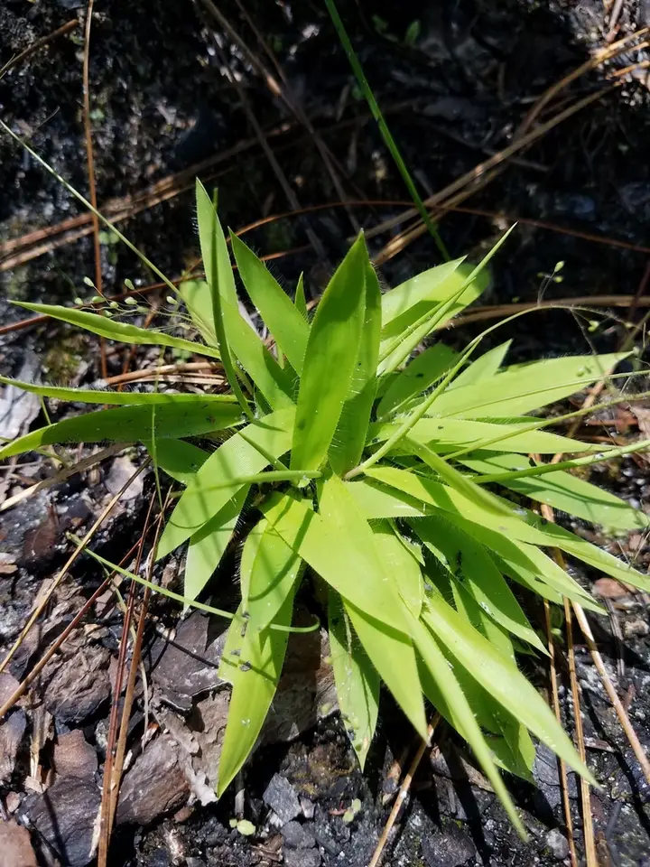 Roughhair Rosette Grass (Dichanthelium strigosum)