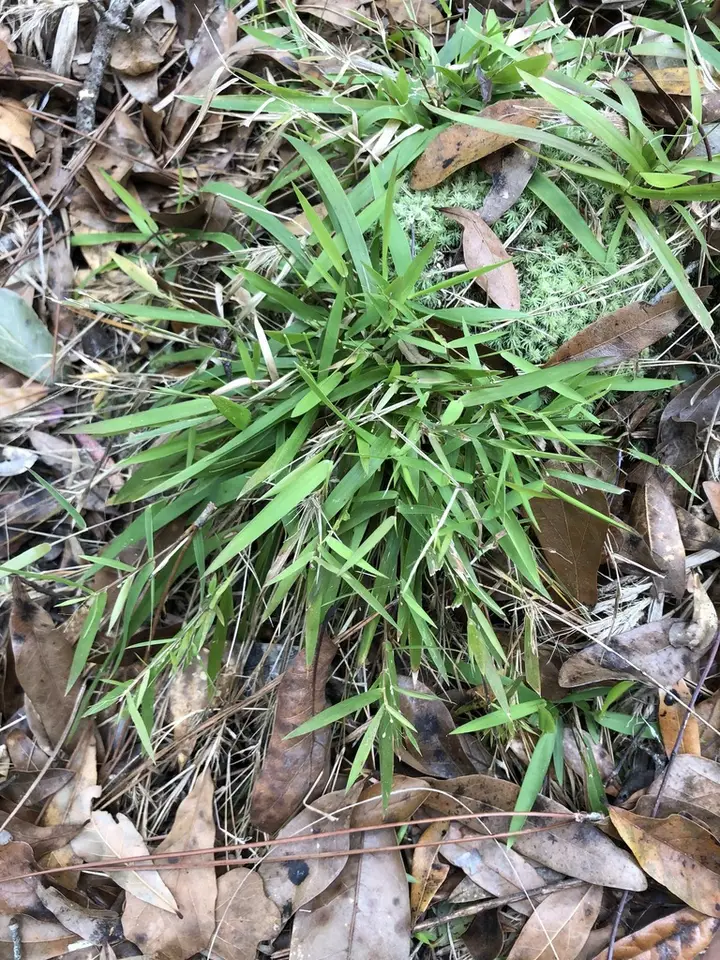 White-Edged Witchgrass (Dichanthelium tenue)