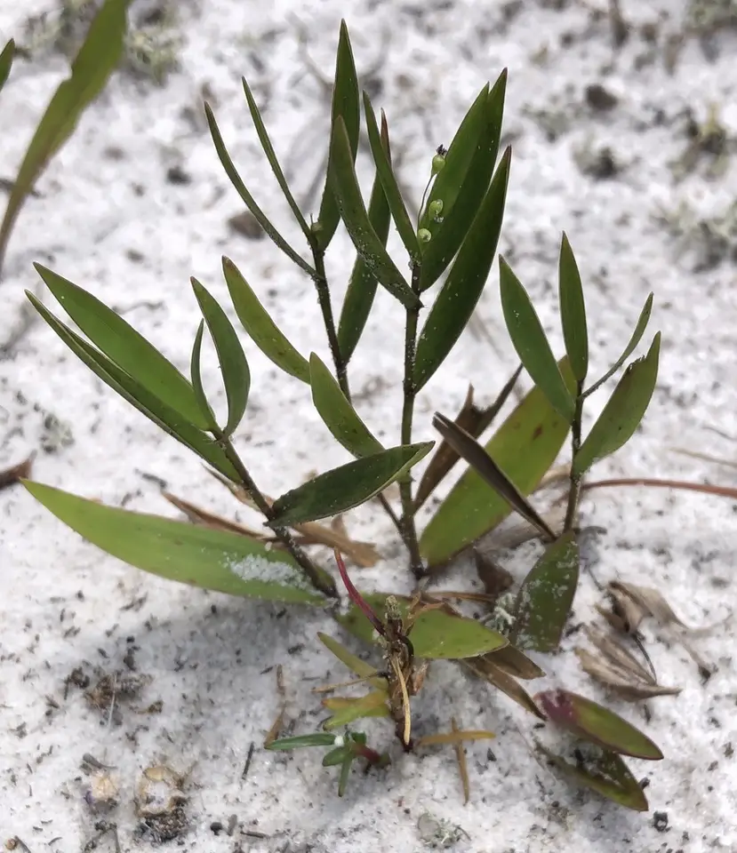Dichanthelium webberianum (Dichanthelium webberianum)
