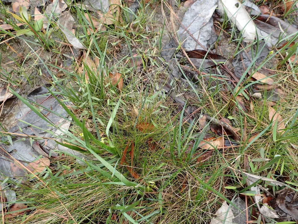 Wright's Rosette Grass (Dichanthelium wrightianum)
