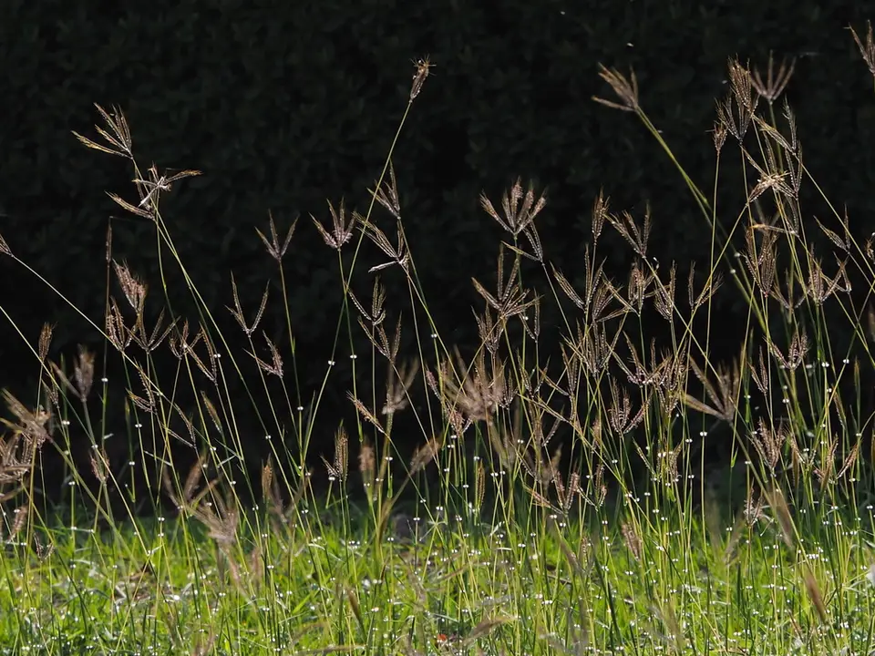 Kleberg's Bluestem (Dichanthium annulatum)