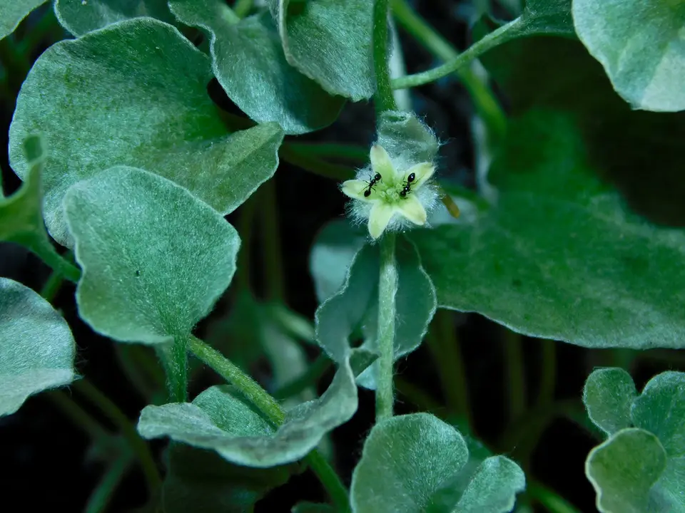 Silver Ponysfoot (Dichondra argentea)
