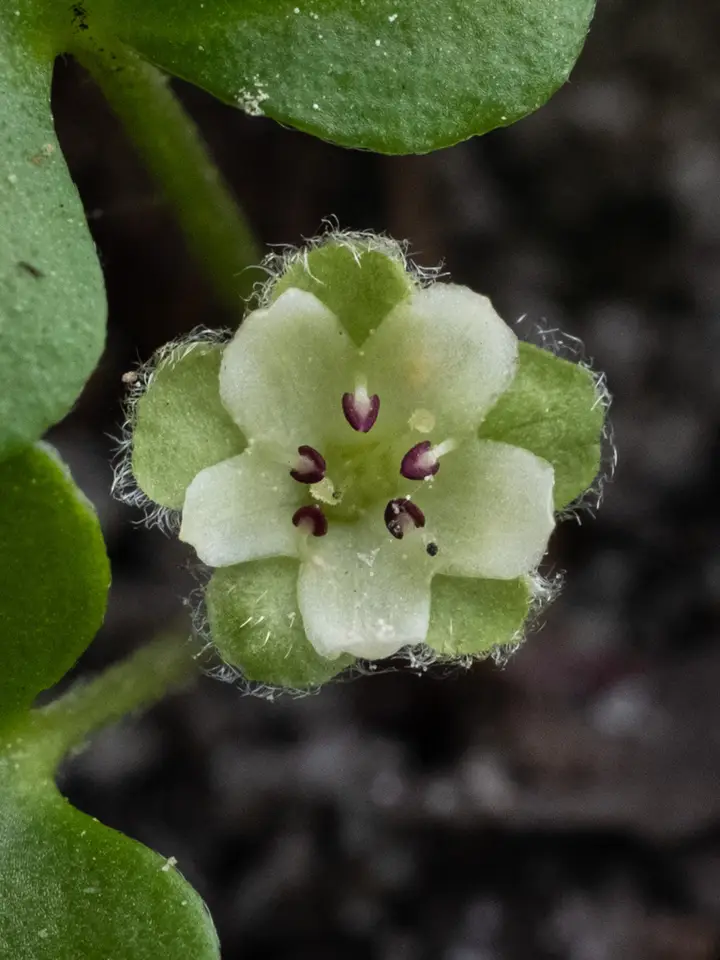 Carolina Ponysfoot (Dichondra carolinensis)