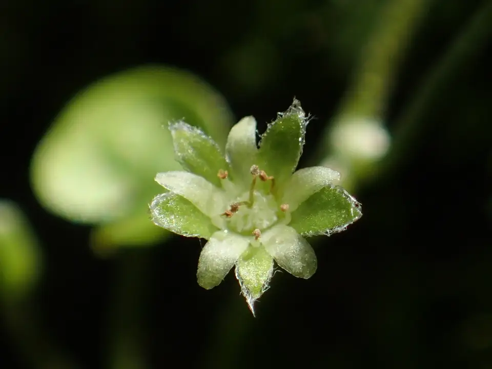 Asian Ponysfoot (Dichondra micrantha)